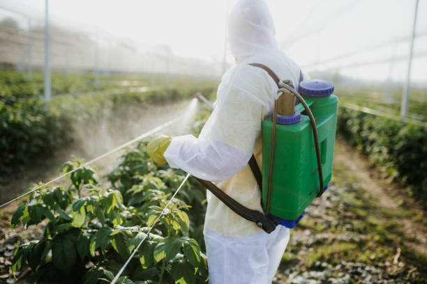 Best Mosquito Control Services  in Grand Meadow, MN